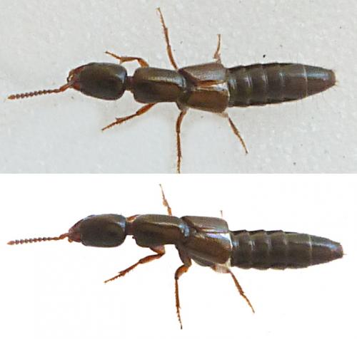 Réf. 216 072 : Xantholinus sp.